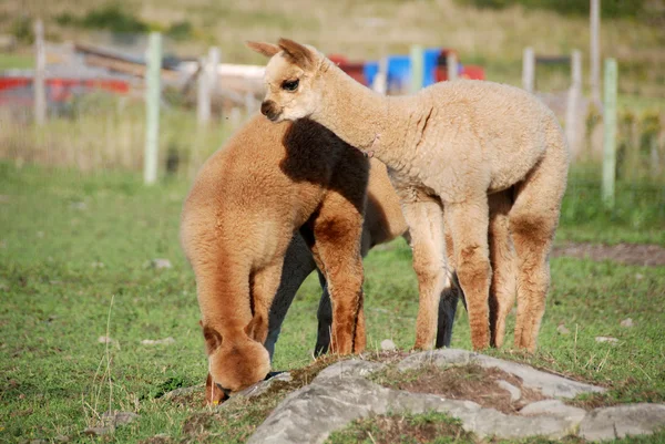 Alpaka Domestikovaný Druh Jihoamerických Velbloudů Podobá Malé Lamě Zevnějšku Alpaky — Stock fotografie