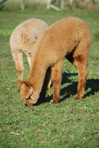 Una Alpaca Vicugna Pacos Una Especie Camélido Sudamericano Parece Una — Foto de Stock