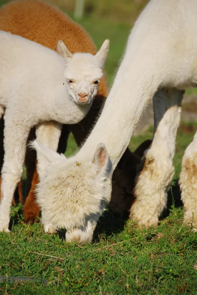 Alpaca Una Especie Camélido Sudamericano Asemeja Una Pequeña Llama Apariencia — Foto de Stock