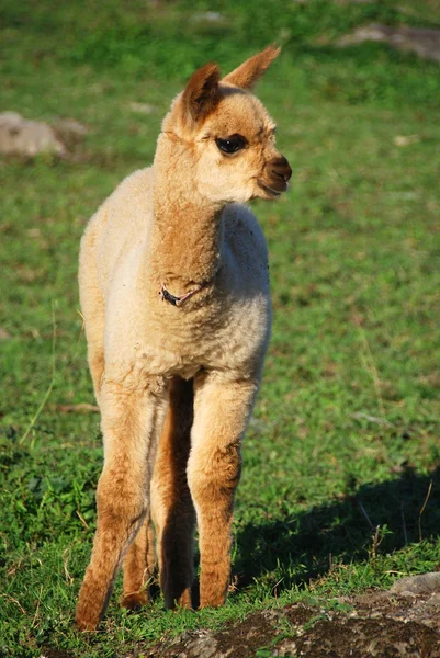 Una Alpaca Vicugna Pacos Una Especie Camélido Sudamericano Parece Una — Foto de Stock