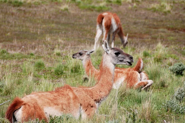 알파카 Alpaca 남아메리카 카메라 미드의 가축화 종이다 파스는 산맥의 곳에서 — 스톡 사진
