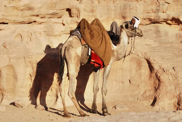 Petra Jordan Nov Непізнана Людина Чекає Туристів Які Їдуть Верблюдах — стокове фото