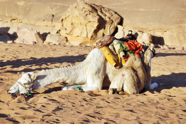 Kamel Wadi Rum Jordan Medan Den Huvudsakliga Pengar Inkomsttagare För — Stockfoto