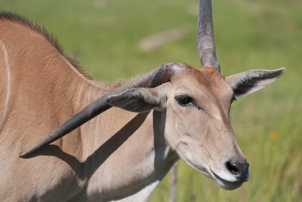 Eland Cap Livingstone Tragelaphus Oryx Grande Antilope Monde — Photo