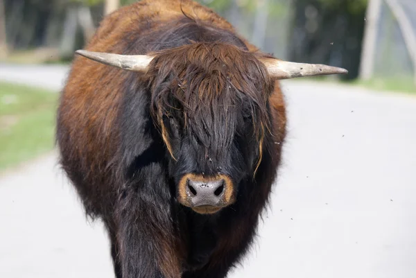 Portrait Bull Walking Road — Stock Photo, Image