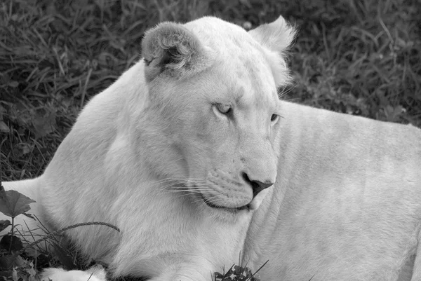 Lion Blanc Est Une Mutation Rare Couleur Lion Jusqu 2009 — Photo