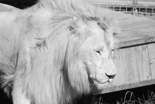 Lion Blanc Est Une Mutation Rare Couleur Lion Jusqu 2009 — Photo