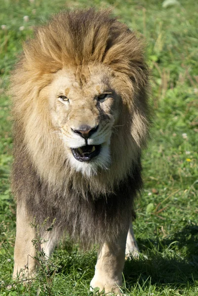 Aslan Panthera Cinsindeki Dört Büyük Kediden Biri Felidae Familyasının Bir — Stok fotoğraf