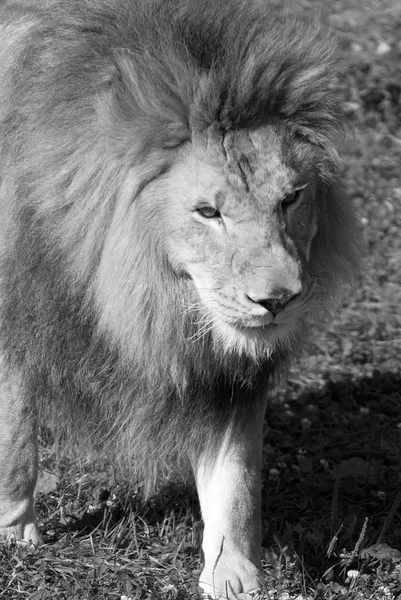 Lion Ist Eine Der Vier Großkatzen Der Gattung Panthera Und — Stockfoto