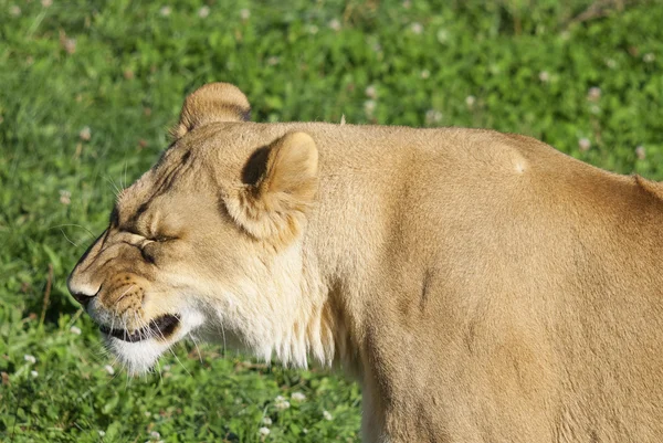 사자는 판테라 Panthera 고양이 하나이며 고양이 Felidae 일원이다 몸무게가 250 — 스톡 사진