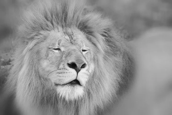 Lion Est Des Quatre Grands Félins Genre Panthera Membre Famille — Photo