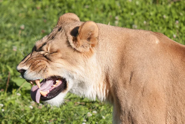 사자는 판테라 Panthera 고양이 하나이며 고양이 Felidae 일원이다 몸무게가 250 — 스톡 사진