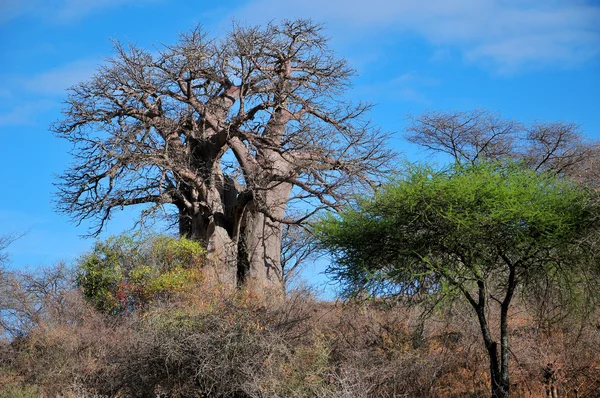 Baobab Boaboa Şişe Ağacı Ters Dönmüş Ağaç Tarangire Ulusal Parkı — Stok fotoğraf