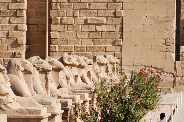 Allée Balançoire Avec Têtes Béliers Dans Temple Karnak Ainsi Que — Photo