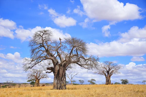 Национальный Парк Тарангире Является Шестым Величине Национальным Парком Танзании После — стоковое фото