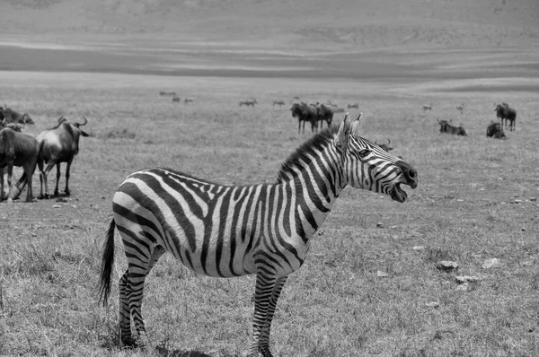 Caminata Cebra Común Hierba Corta Sabana Reserva Nacional Amboseli Kenia —  Fotos de Stock