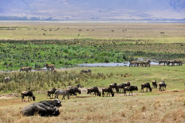 Bela Paisagem Savana Tanzânia — Fotografia de Stock