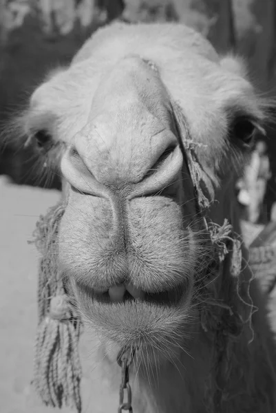 Camello Ungulado Del Género Camelus Con Depósitos Grasos Distintivos Conocidos —  Fotos de Stock