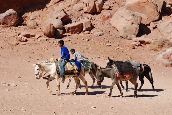 Petra Jordan Nov Unidentified Children Waits Tourists Donkey Ride Nov — Stock fotografie
