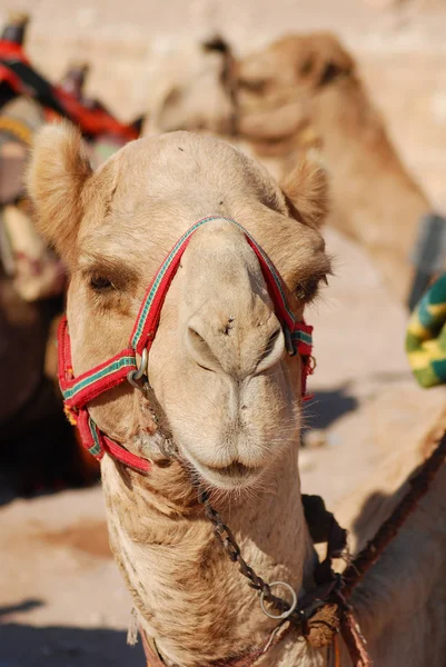 Camel Ungulate Genus Camelus Bearing Distinctive Fatty Deposits Known Humps — Stock Photo, Image