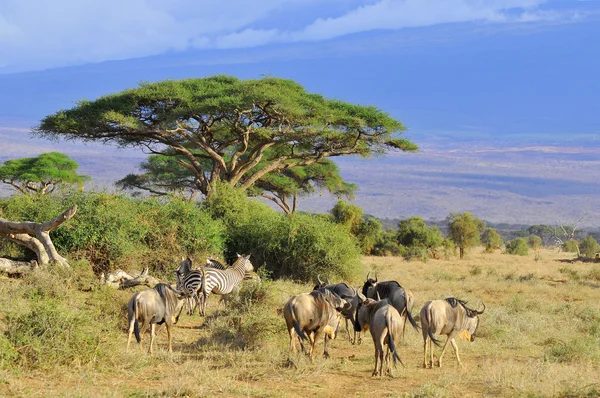 Wild animals in the savannah of kenya