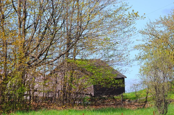 Dziki Kwiat Wiśni Himalajskiej Tajlandia Sakura Lub Prunus Cerasoides Górze — Zdjęcie stockowe