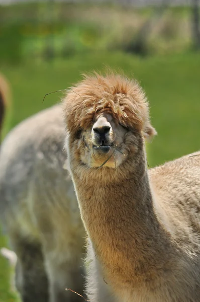 Alpaca Vicugna Pacos Una Specie Addomesticata Camelide Sudamericano Assomiglia Piccolo — Foto Stock