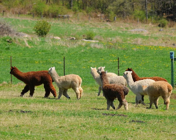 Una Alpaca Vicugna Pacos Una Especie Camélido Sudamericano Parece Una — Foto de Stock