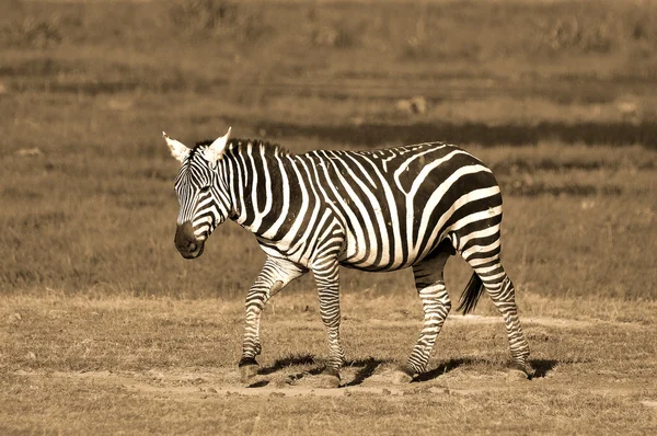 Zebra Los Serengeti Acoge Migración Mamíferos Más Grande Del Mundo —  Fotos de Stock