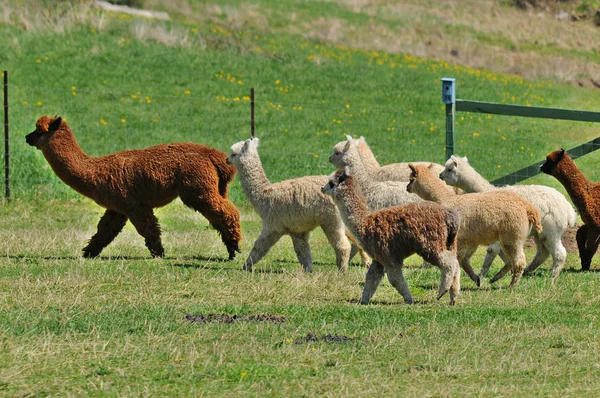 Alpaca Vicugna Pacos Una Specie Addomesticata Camelide Sudamericano Assomiglia Piccolo — Foto Stock