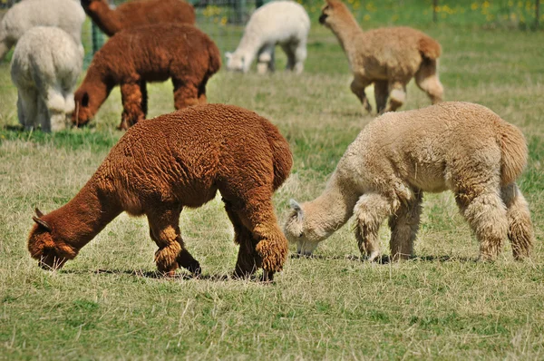 Una Alpaca Vicugna Pacos Una Especie Camélido Sudamericano Parece Una — Foto de Stock