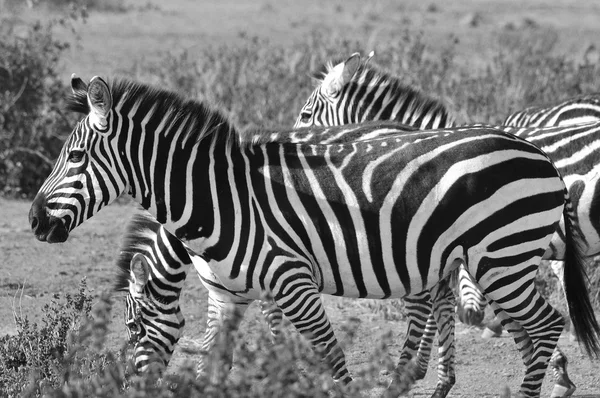 Zebras Serengeti Hosts Largest Mammal Migration World Which One Ten — Stock Photo, Image