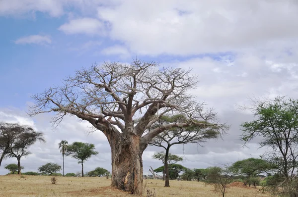 Baobab Boab Boaboa Arbre Bouteilles Arbre Envers Pain Singe Parc — Photo