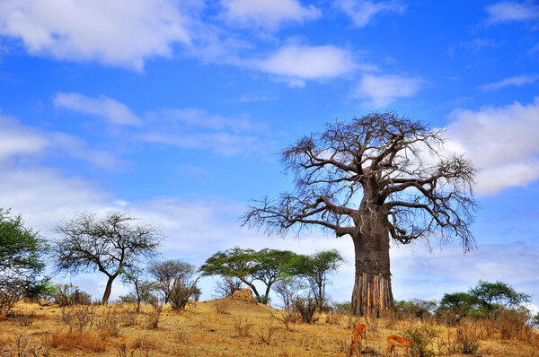 Wild african landscape, Chobe national park, Botswana, Africa