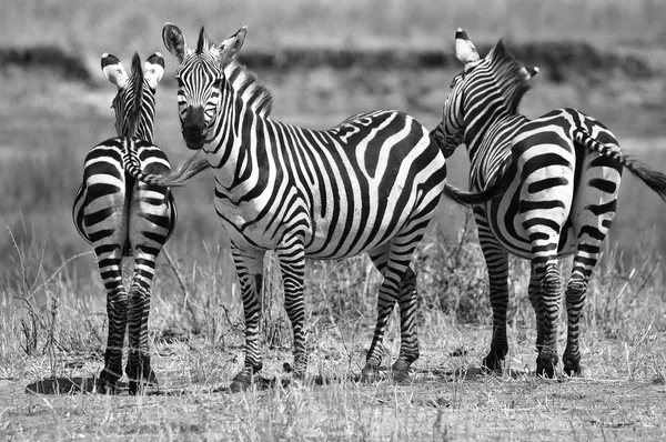 Зебры Национальном Парке Амбосели Бывшем Заповеднике Масаи Амбосели Находятся Районе — стоковое фото
