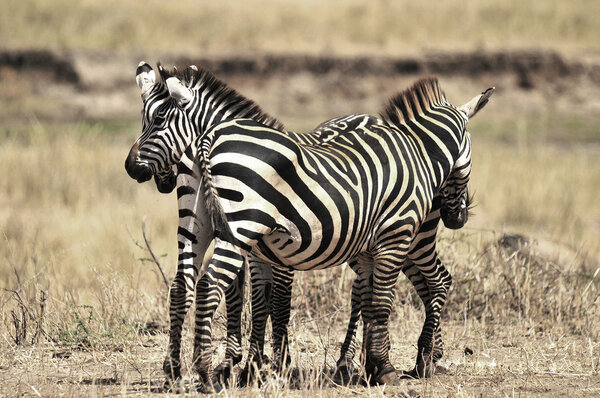 Zebras at Amboseli National Park, formerly Maasai Amboseli Game Reserve, is in Kajiado District, Rift Valley Province in Kenya. The ecosystem that spreads across the Kenya-Tanzania border.