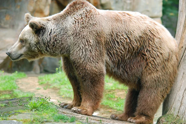 Urso Pardo Também Conhecido Como Urso Pardo Urso Pardo Uma — Fotografia de Stock