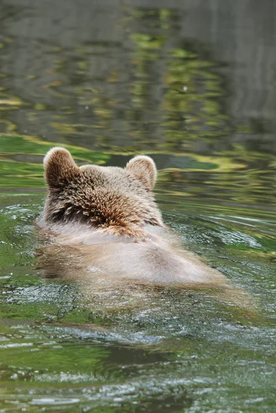 グリズリークマ グリズリークマ Grizzly Bear 北米西部の高地に生息するヒグマの亜種である — ストック写真