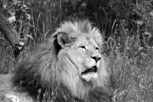 Leone Africano Nello Zoo Giorno — Foto Stock