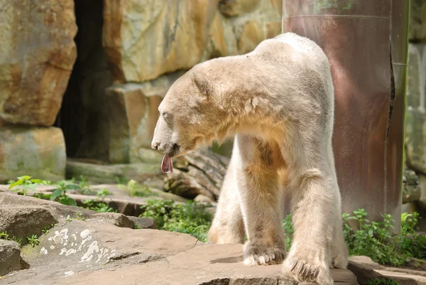 Urso Polar Branco Zoológico — Fotografia de Stock