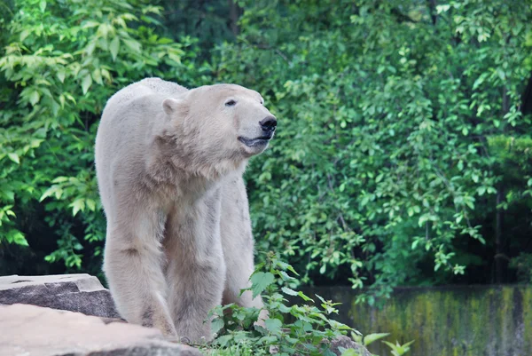 정원에 북극곰 — 스톡 사진