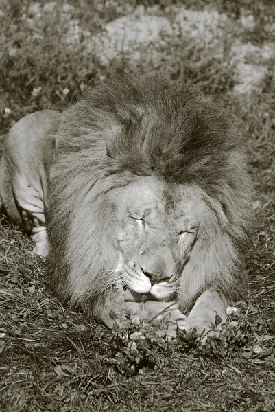 Lev Jedna Velkých Koček Rodu Panthera Člen Rodiny Felidae Více — Stock fotografie