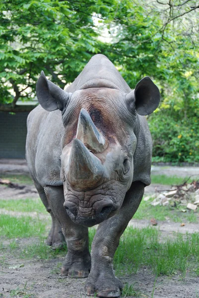 Чёрный Носорог Зоопарке — стоковое фото