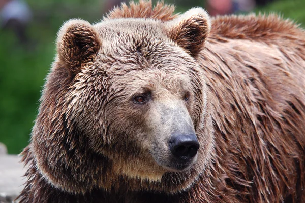 Grizzly Bear Also Known Silvertip Bear Grizzly North American Brown Royalty Free Stock Images