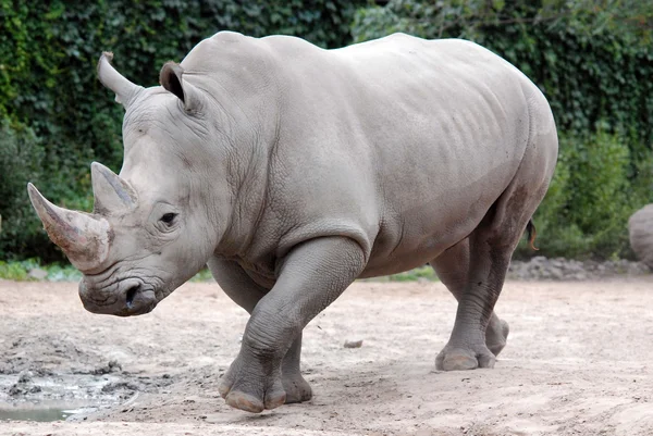 Grand Rhinocéros Sauvage Dans Nature — Photo