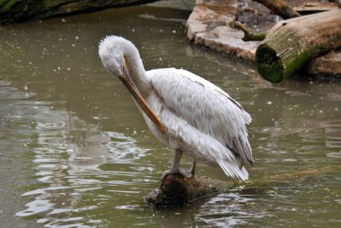 Pelikanlar büyük su kuşlarıdır. Yutmadan önce avını yakalamak ve içindeki suyu boşaltmak için kullanılan uzun bir gaga ve büyük bir boğaz kesesi ile karakterize edilirler..