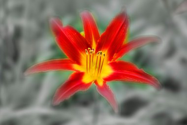 Bahçedeki kırmızı çiçek.