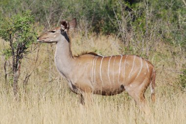 Daha az kudu Doğu Afrika'da bulunan bir orman antilop var. Bu cins yayılım gösterir: ve aile Bovidae yerleştirilir. Zambezi Milli Parkı Victoria Zimbabve Zambezi Nehir düşüyor.