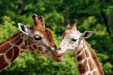 Berlin Hayvanat Bahçesi zürafası (Giraffa camelopardalis), Afrika 'da yaşayan tek ayak parmaklı bir memeli türü..