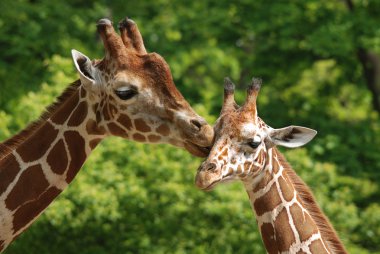 Berlin Hayvanat Bahçesi zürafası (Giraffa camelopardalis), Afrika 'da yaşayan tek ayak parmaklı bir memeli türü..